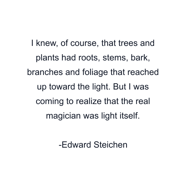 I knew, of course, that trees and plants had roots, stems, bark, branches and foliage that reached up toward the light. But I was coming to realize that the real magician was light itself.