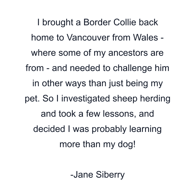 I brought a Border Collie back home to Vancouver from Wales - where some of my ancestors are from - and needed to challenge him in other ways than just being my pet. So I investigated sheep herding and took a few lessons, and decided I was probably learning more than my dog!